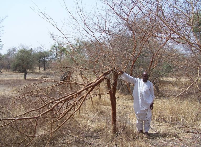 Climat extrême : l'arbre produisant la gomme arabique essentielle à  l'industrie résiste, mais les agriculteurs souffrent 